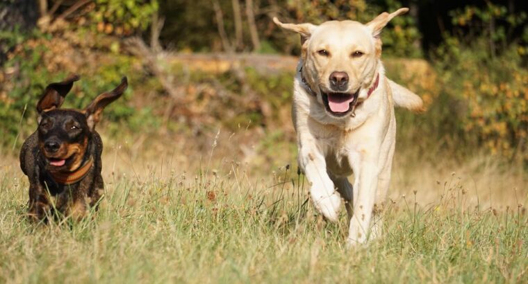 Adorable Labrador Puppies for Sale – Vaccinated & Healthy!